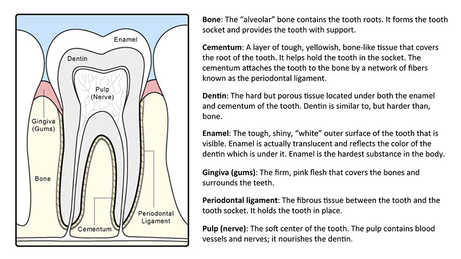 anatomy of the tooth diagram