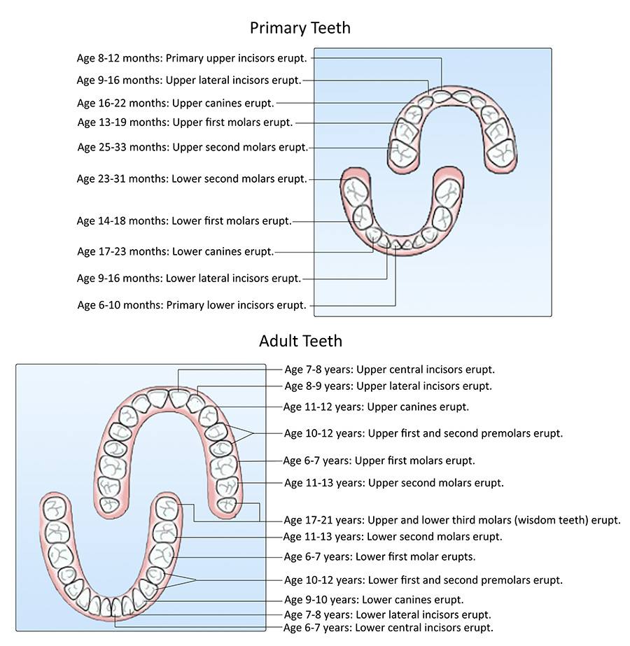 Chart showing primary and secondary tooth eruption